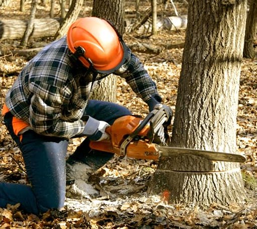Tree Removal in Galveston, TX